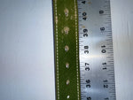 New Green Genuine Leather Weaved 38” Belt #927 JJ-71