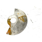 1995 Sea-Doo SPX OEM Rotory Valve 290924502 JS65