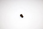 1997 Ski-doo Vmax 700 Sx Oem Carb Main Jet #143.8 3G2-1423E-57-00 Q4565