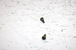 2001 Ski-doo Mxz 800 Oem Float Mount Screw Pair 404161933 SS19