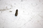 97 Polaris Xcr 600 Se Oem Air Screw W/Spring 3130012 3130011 SP18