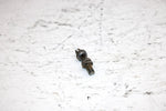 2001 Ski-doo Mxz 800 Oem Carb Cap Screw Pair 404161923 SS19