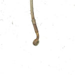 07-12 Can-Am Outlander 650 4x4 XT HO EFI OEM Front Brake Lines 705600925 AB17