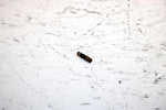 2001 Ski-doo Mxz 800 Oem Carb Nipple 404153400 SS19
