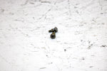 2001 Ski-doo Mxz 800 Oem Float Mount Screw Pair 404161933 SS19